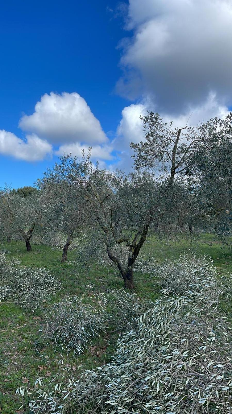 Agriturismo Podere Campalto Campiglia Marittima Kültér fotó